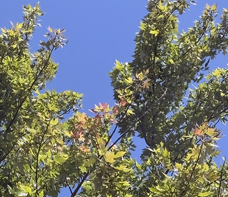 Aug