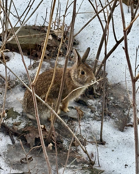 Bunny