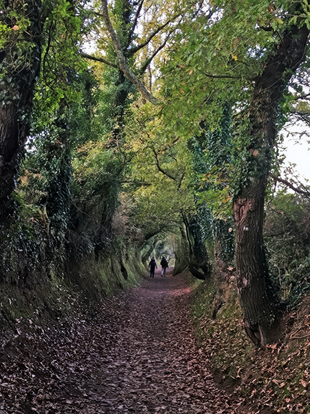 Camino