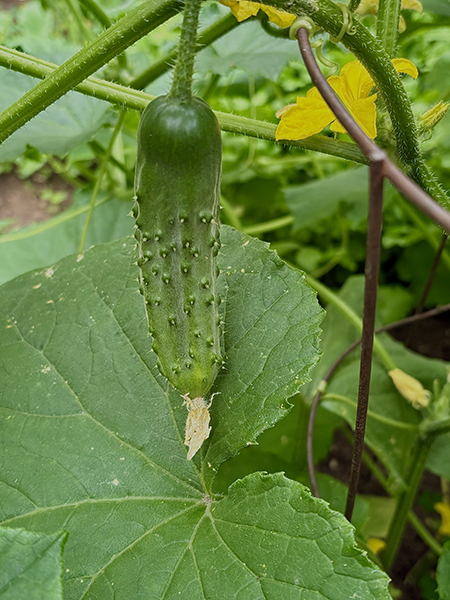 Cuke