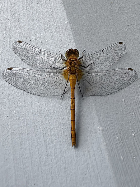 Dragonfly