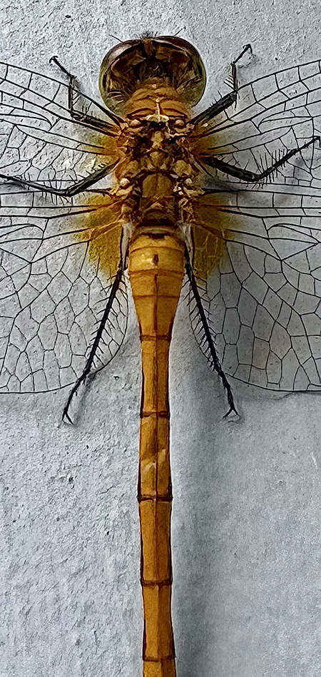 Close-up