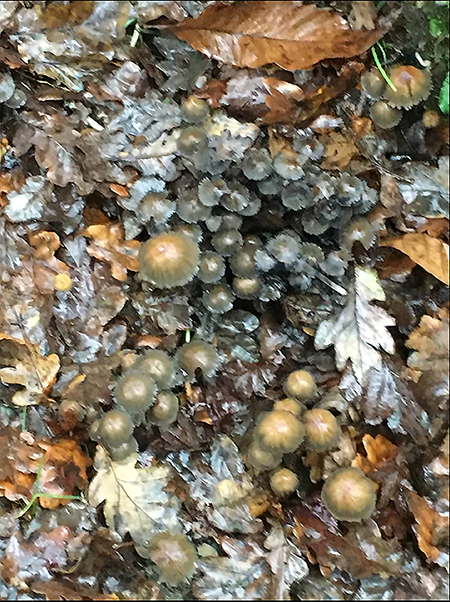 Fungi