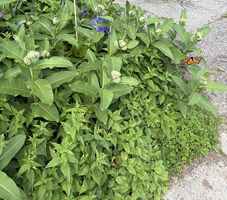 Milkweed