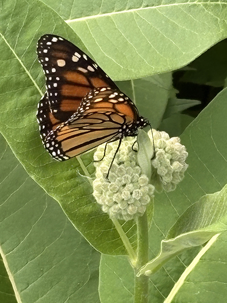 Monarch