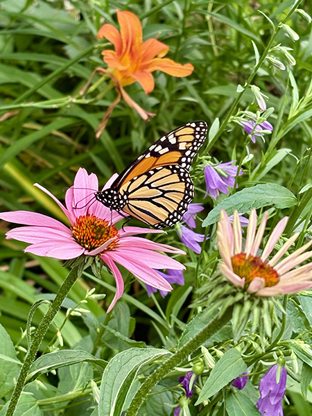 Monarch