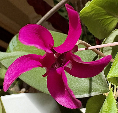 Prop